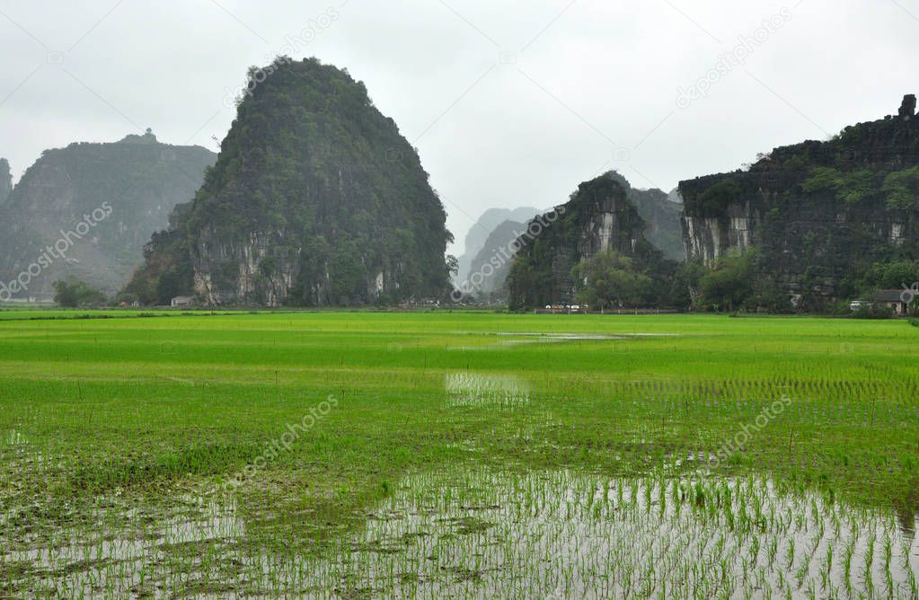 Vietnam landscape. Rice fields and karst towers in Ninh Binh