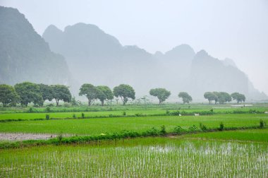 Vietnam manzara. Pirinç tarlaları ve karstik towers Ninh Binh de