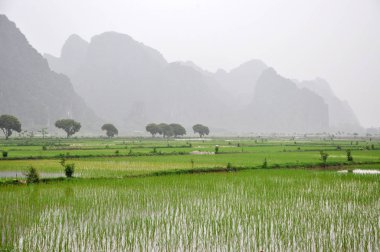 Vietnam manzara. Pirinç tarlaları ve karstik towers Ninh Binh de