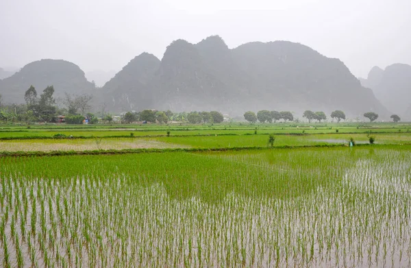 Paisagem Vietname. Campos de arroz e torres de carste em Ninh Binh — Fotografia de Stock