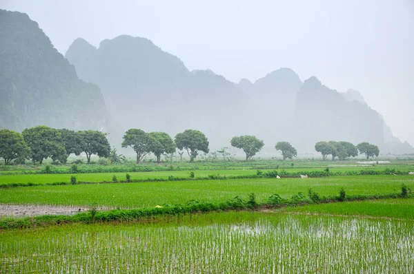 Vietnam landscape. Rice fields and karst towers in Ninh Binh — Stock Photo, Image