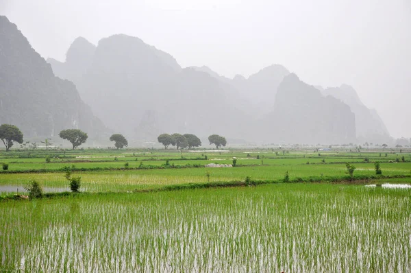 Vietnam landskap. Risfält och karst towers i Ninh Binh — Stockfoto