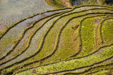 Teraslı pirinç alan Kuzey Vietnam