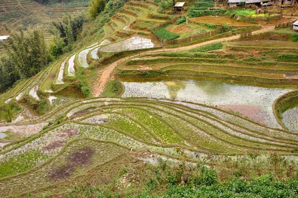 Terraced rice field in Northern Vietnam — Stock Photo, Image