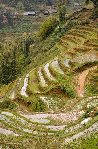 Террасовое рисовое поле Северного Вьетнама — стоковое фото