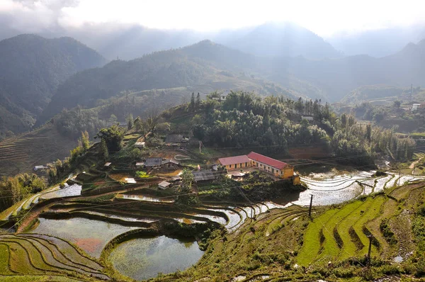 Terrasse rismark i det nordlige Vietnam - Stock-foto