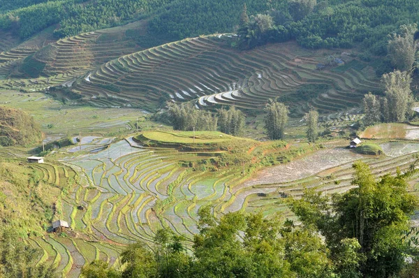 Terrasserade risfält i norra Vietnam — Stockfoto