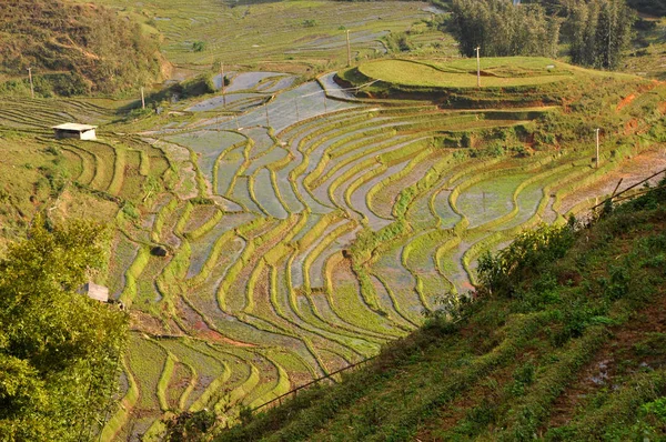 Terrasserade risfält i norra Vietnam — Stockfoto