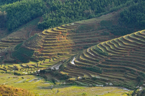 Terraced rice field in Northern Vietnam — Stock Photo, Image