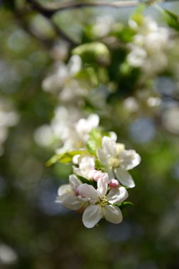 elma ağacı çiçeği bahar
