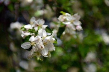 elma ağacı çiçeği bahar