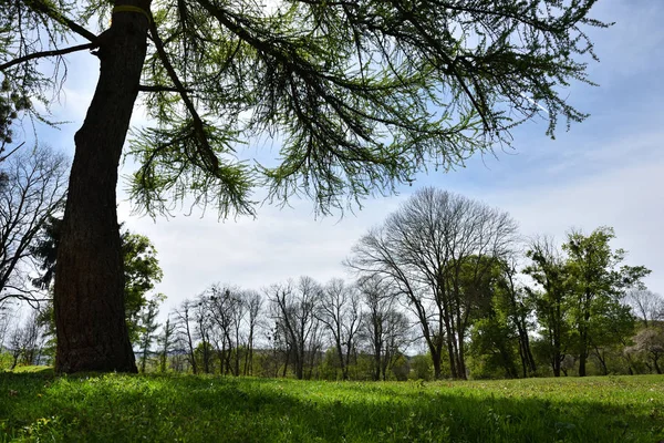 Parco vibrante verde — Foto Stock