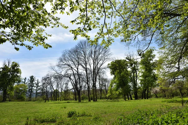 Parco vibrante verde — Foto Stock