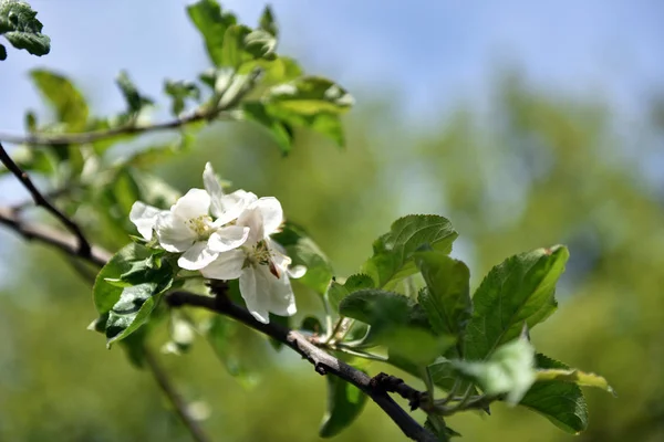 Fleur de pommier au printemps — Photo