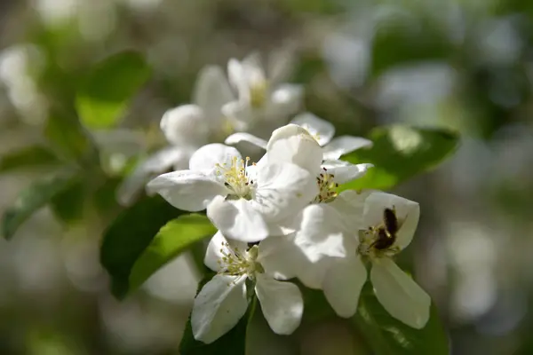 Fleur de pommier au printemps — Photo