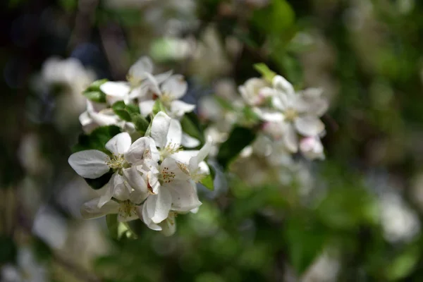 Яблоня цветет весной — стоковое фото