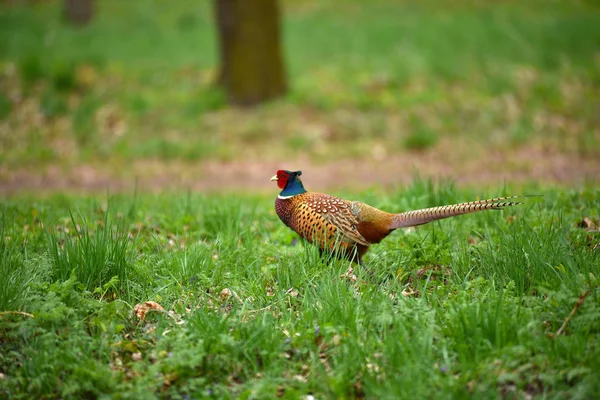 Anzuelo Faisán (Phasianus colchicus) — Foto de Stock