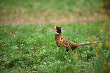 Halka yakalı Sülün (Phasianus colchicus)