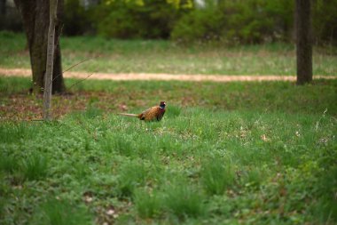 Halka yakalı Sülün (Phasianus colchicus)