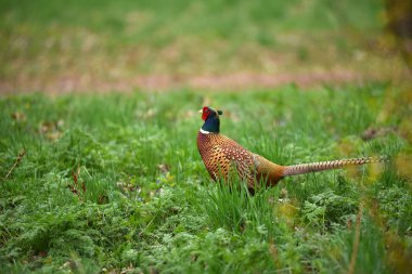 Halka yakalı Sülün (Phasianus colchicus)