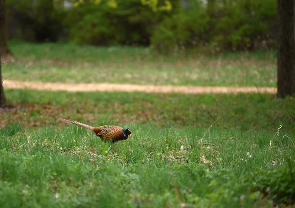 Anzuelo Faisán (Phasianus colchicus) — Foto de Stock