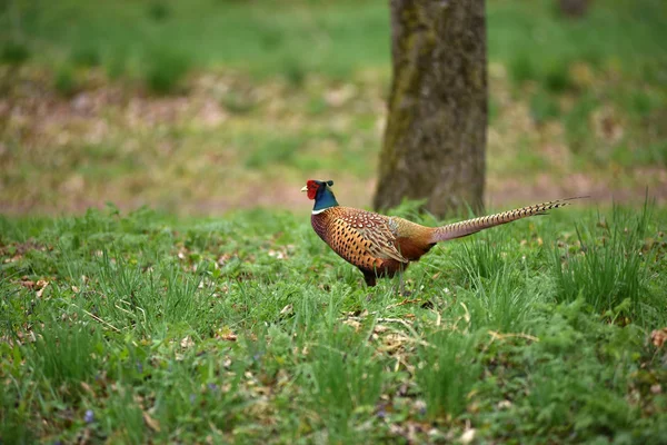 Halka yakalı Sülün (Phasianus colchicus)