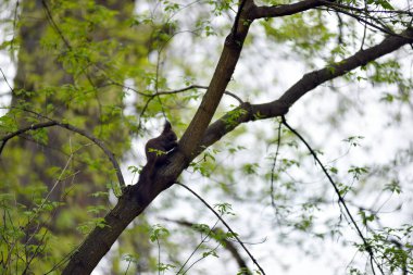 Bir ağaç dalı üzerinde sevimli sincap (Sciurus vulgaris) 