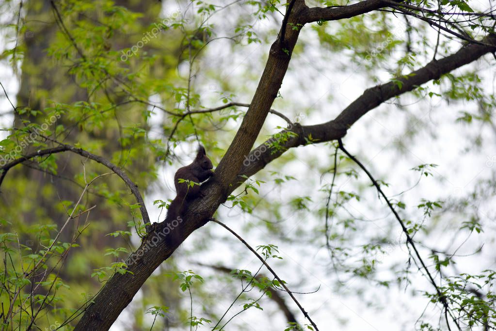 Cute squirrel (Sciurus vulgaris) on a tree branch 