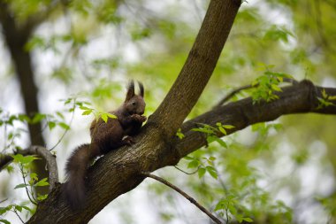 Bir ağaç dalı üzerinde sevimli sincap (Sciurus vulgaris) 