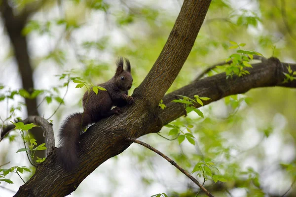 Esquilo bonito (Sciurus vulgaris) em um galho de árvore — Fotografia de Stock