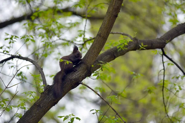 Linda ardilla (Sciurus vulgaris) en una rama de árbol — Foto de Stock