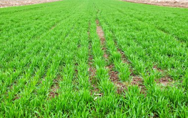 Buğday bir alanda. Yeşil genç filizlenen tohumlar