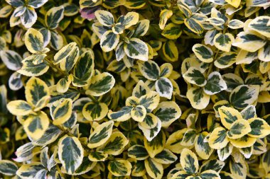 Yeşil ve sarı yaprakları doku, arka plan