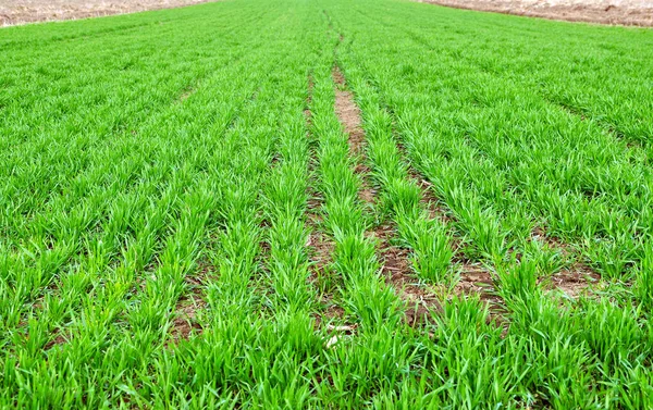 Buğday bir alanda. Yeşil genç filizlenen tohumlar — Stok fotoğraf