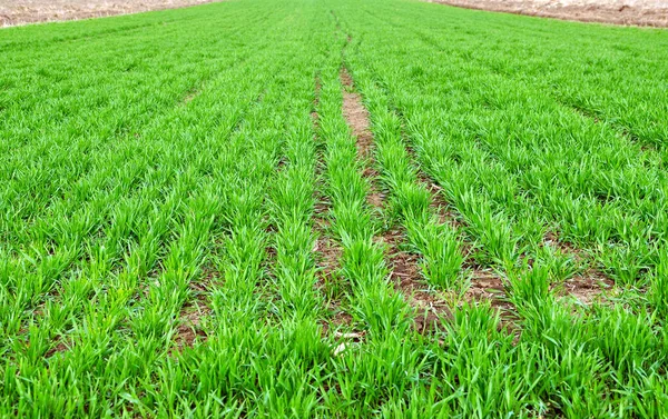 Wheat in a field. Green young sprouting seeds — Stock Photo, Image