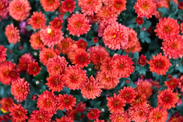 Bunch of small red summer flowers — Stock Photo, Image