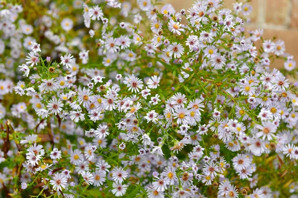 Ramo de pequeñas flores blancas de verano — Foto de Stock