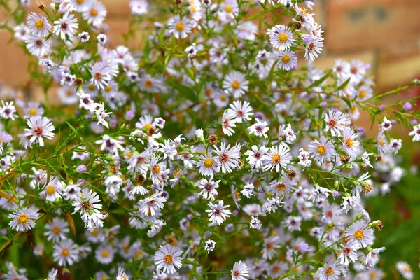 Bund kleiner weißer Sommerblumen — Stockfoto