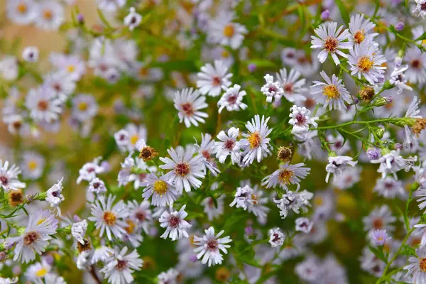 Bund kleiner weißer Sommerblumen — Stockfoto