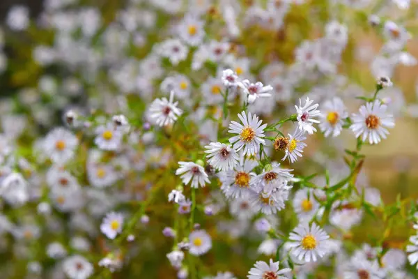 작은 백색 여름 꽃의 무리 — 스톡 사진