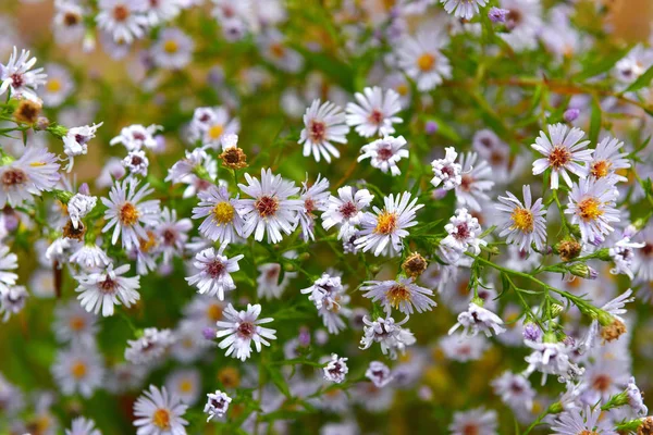 Bunch of small white summer flowers — Stock Photo, Image