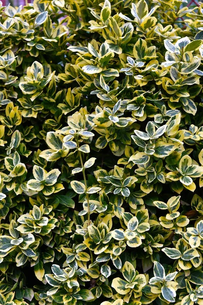 Текстура зеленого і жовтого листя, абстрактний фон — стокове фото