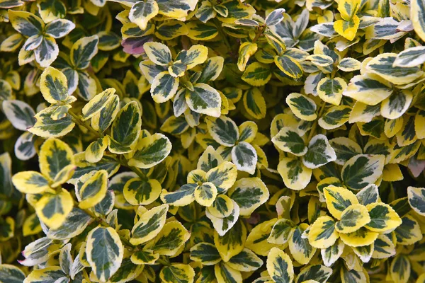 Groene en gele bladeren textuur, abstracte achtergrond — Stockfoto
