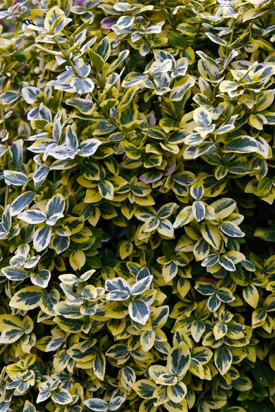 Текстура зеленого і жовтого листя, абстрактний фон — стокове фото