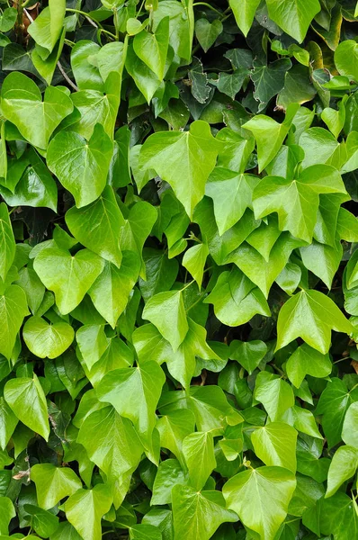 Liście naturalne tło wibrujący zielony bluszcz — Zdjęcie stockowe