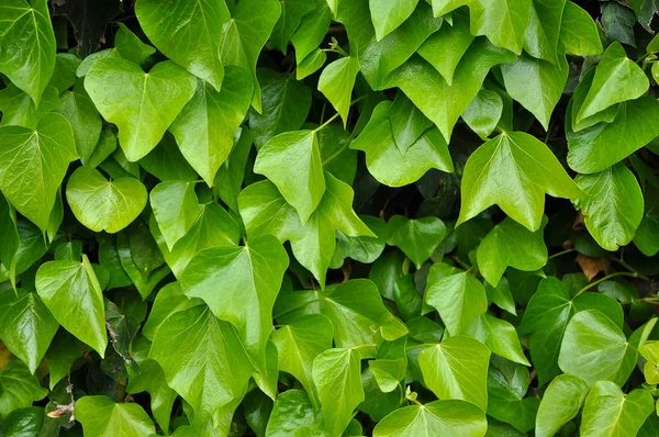 Natuurlijke achtergrond van levendige groene klimop bladeren — Stockfoto
