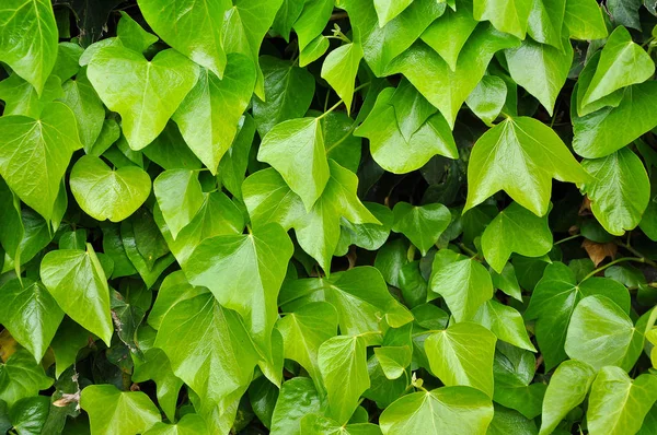 Natuurlijke achtergrond van levendige groene klimop bladeren — Stockfoto