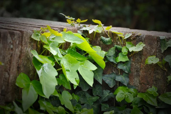 Přírodní pozadí pulzující zeleným břečťanem — Stock fotografie