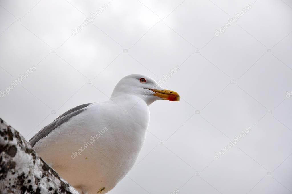 Portrait of a seagull 