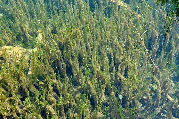 Vegetação subaquática de água doce verde — Fotografia de Stock